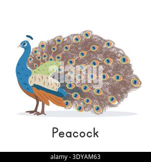 Peacock with vibrant fan tail vector illustration, cartoon clipart character, animal in flat style. Wild animals, avian, birds concept. Indian peafowl Stock Vector