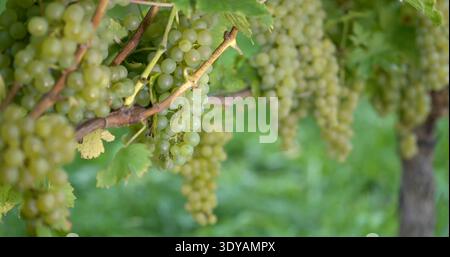 Bunches of green grapes growing on vines in a vineyard under bright sunlight during summer Stock Photo