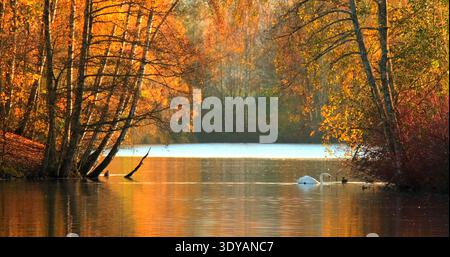 Beautiful autumn scene with swan swimming in calm water surrounded by colorful trees in a park during sunset Stock Photo