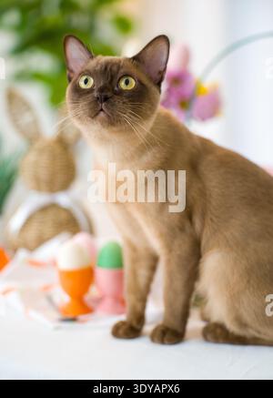A curious brown Burmese cat sits on a white table decorated with colorful eggs for the Easter holiday and looks up towards the soft light. Stock Photo