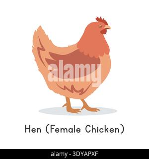 Chicken hen vector illustration. Cute hen female chicken cartoon clipart, animal in flat style. Farm animals concept, rural farming Stock Vector