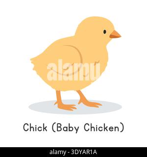 Chick (baby chicken) vector illustration. Cute yellow chick cartoon clipart, animal in flat style. Farm animals concept, rural farming Stock Vector