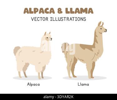 Alpaca and llama comparison vector illustrations. Fluffy alpaca vs llama cartoon clipart set in flat style. Farm animals concept Stock Vector