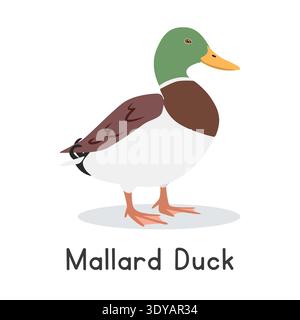 Mallard duck vector illustration. Cute duck cartoon clipart, animal in flat style. Farm animals concept, rural farming. Livestock poultry duck vector Stock Vector