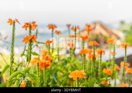 Orange crossandra flowers blooming in tropical garden setting with blurred  background, firecracker flower plant in outdoor landscape Stock Photo -  Alamy