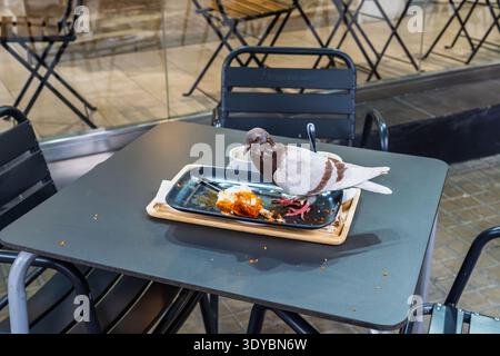 A wild city pigeon stands on a black cafe table eating leftovers from an abandoned plate, useful for illustrating urban wildlife, sanitation issues, o Stock Photo