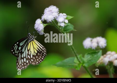 Butterfly with black, white, and yellow wings feeding on a delicate light purple flower Stock Photo