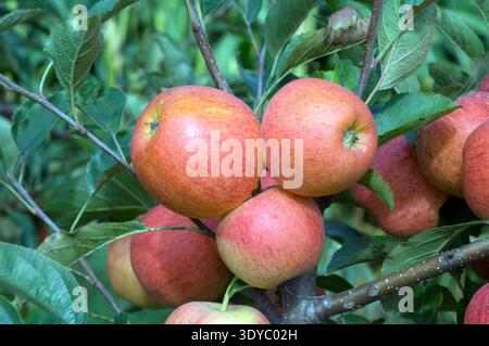 Elstar, Apfel, Malus, domestica, Stock Photo