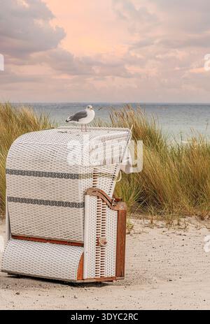 Seagull perched on a traditional beach chair on the Baltic Sea coast at sunset with dune grass and sandy beach, northern Germany Stock Photo