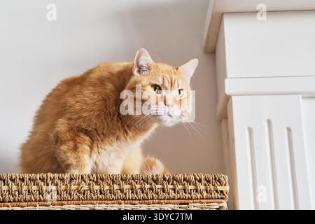 Ginger cat showing curiosity and alertness while sitting on woven basket Stock Photo