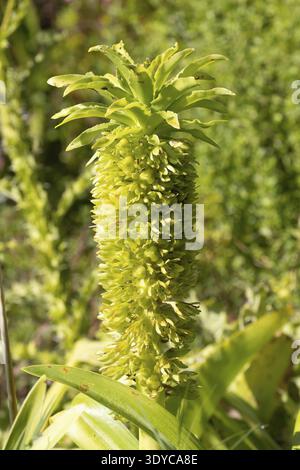 Eucomis autumnalis (Eucomis autumnalis), flower, Kirstenbosch Botanical Gardens, Cape Town, South Africa Stock Photo