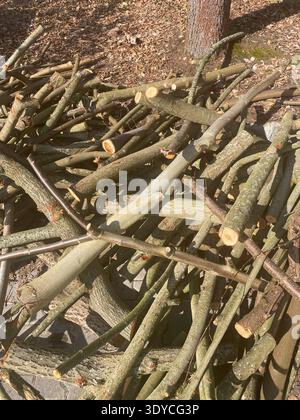 Pile of freshly sawn branches and logs for firewood, freshly cut ends, stacked on forest floor in sunlight. Stock Photo
