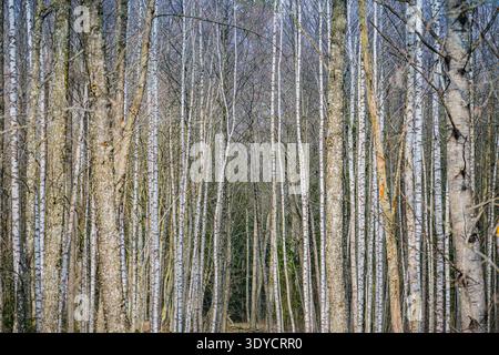 Birch tree forest in early spring, Lithuania Stock Photo