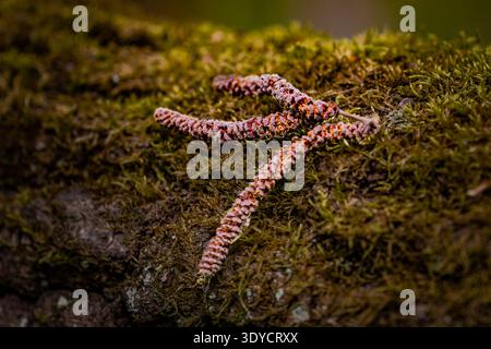 Alder catkins on moss-covered tree bark, Lithuania Stock Photo