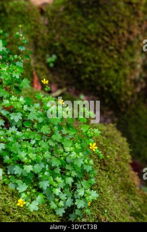 Small yellow wildflowers and green plants growing on a  rock Stock Photo