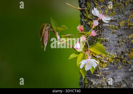 Sakura blossoms blooming from tree trunk, Lithuania Stock Photo