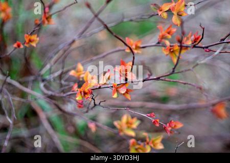 The warm orange and red tones of the budding leaves contrast nicely with the soft, out-of-focus background, making it highly versatile for spring or a Stock Photo