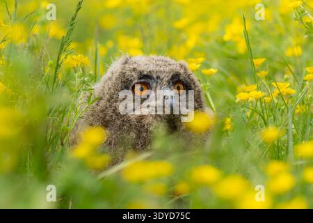 Eurasian eagle owlet sitting in a buttercup meadow in spring Stock Photo