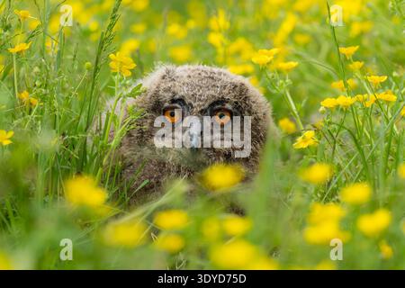 Eurasian eagle owlet sitting in a buttercup meadow in spring Stock Photo