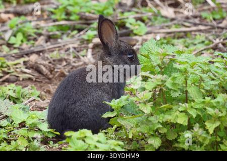 black rabbit, young specimen, Oryctolagus cuniculus; Leporidae Stock Photo