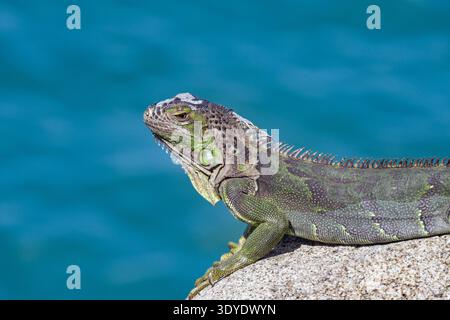 Close up view of a green iguana lizard, or American iguana, on a rock with the sea in the background. Stock Photo