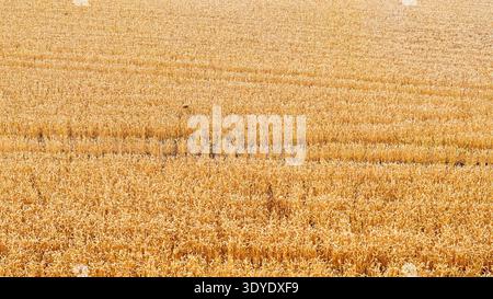 Field of ripe corn in a farm field ready for harvest. Backgrounds. Stock Photo