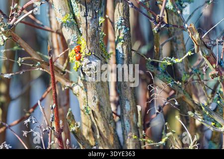 Two red ladybugs with black spots on tree bark covered with green moss and surrounded by dry branches in a natural outdoor environment under sunlight. Stock Photo