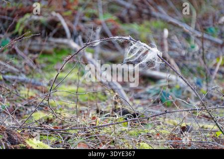 Dry thorny branches covered with delicate white spider web resting on a mossy forest floor with blurred natural background. Stock Photo