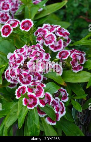 Dianthus Dart Red White Picotee, Sweet William Dart Red White Picotee, cherry-red blooms edged in white Stock Photo
