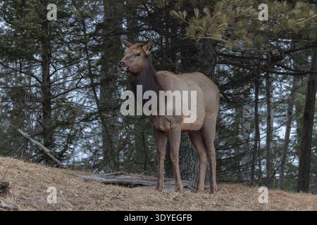 Elk on a March morning in northern Wisconsin. Stock Photo