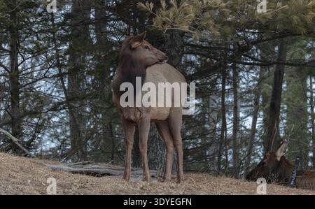 Elk on a March morning in northern Wisconsin. Stock Photo