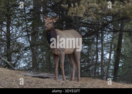 Elk on a March morning in northern Wisconsin. Stock Photo