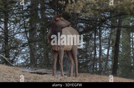 Elk on a March morning in northern Wisconsin. Stock Photo