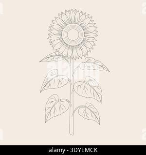 Botanical illustration of a blooming sunflower in a vintage herbal style Stock Vector