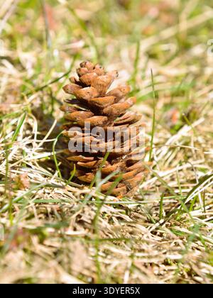 A brown pinecone fallen on the green grass in the warm spring sun. Stock Photo
