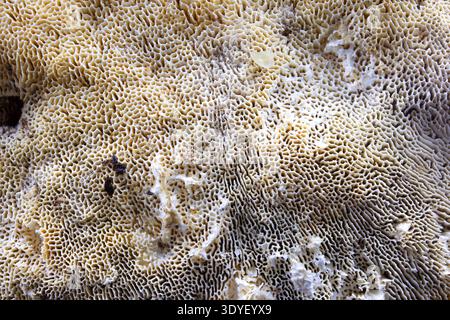Macro close up of the porous surface of a bracket fungus, highlighting detailed natural texture and organic patterns in a forest environment. Stock Photo