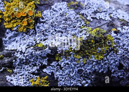 Macro close up of yellow and purple lichen growing on a dead tree branch, featuring detailed biological textures and organic bark patterns. Stock Photo