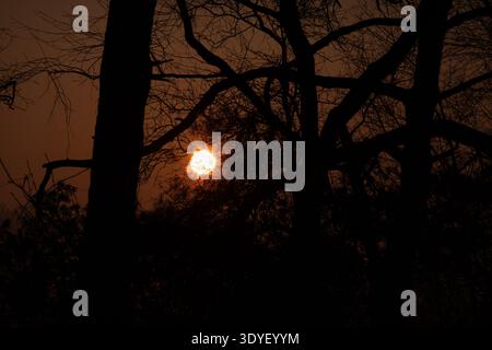 Rising sun in an orange sky, silhouettes of trees and branches in the foreground Stock Photo