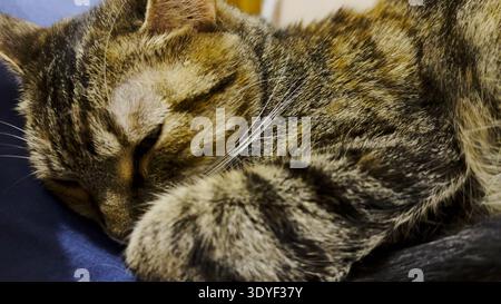 Close up of beautiful tabby cat sleeping on sofa at home. Pretty kitten resting at home. Cute kitten relaxing on bed at house. Concept of adorable Stock Photo