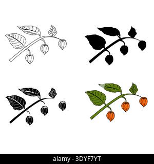 Physalis branches in various styles. Vector illustration isolated on white background. Stock Vector