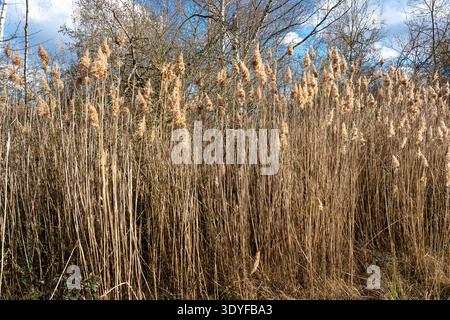 A full-frame textural shot of tall, dry common reed grass (Phragmites) standing in a natural marsh environment. Stock Photo