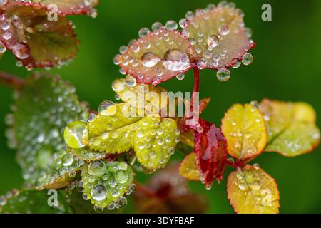 Rose bush leaves covered in small water droplets in the early spring, rose bush leaves with dewdrops on the surface in spring season. Stock Photo
