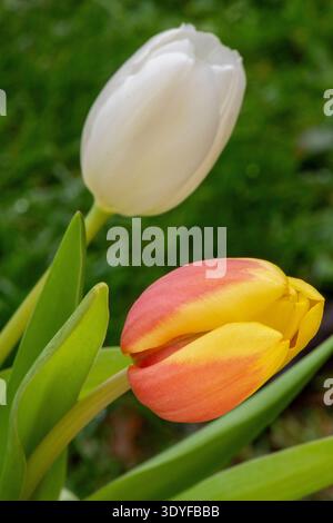 Brightly coloured tulips (tulipa) with a red and yellow mutation next to a white example against a green background. Stock Photo