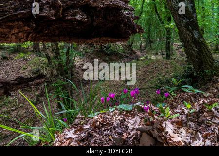 Beautiful purple cyclamen blooming among dry leaves in the Gargano National Park. A fallen log frames the deep, pristine forest view. Magical natural Stock Photo
