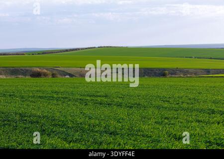 Peaceful green farmland – rolling land with growing wheat evokes calm and rural serenity. Stock Photo