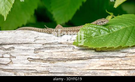 European wall lizard (Podarcis muralis) resting on a weathered wooden fence with green leaves in natural habitat. Wildlife reptile commonly found in s Stock Photo
