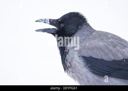 A hooded crow in winter blizzard in Helsinki, Finland Stock Photo