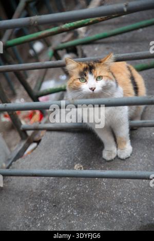 A Calico Cat Peeking Through Metal Railings In Istanbul. Stock Photo
