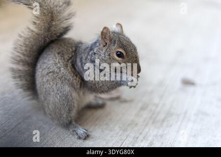 A detailed horizontal shot of a cute Eastern grey squirrel sitting on a concrete surface and holding food in its paws. The image features a shallow de Stock Photo