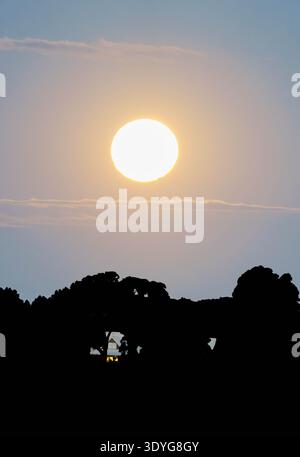 Blood moon during rising before eclipse above black silhouette tree in vertical composition with steps of cloud above and below and pale blue hue back Stock Photo